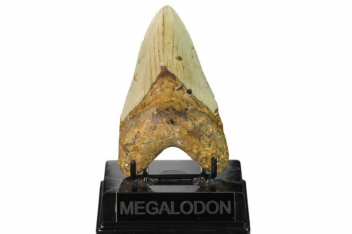 Fossil Megalodon Tooth - North Carolina #164835
